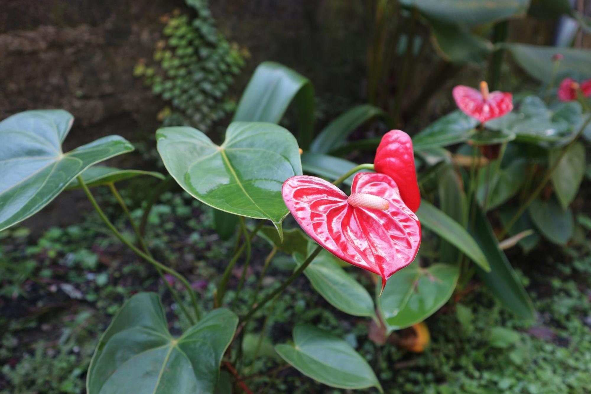 Tange Guest House Ruteng Esterno foto